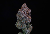 Green Apple Candy Feminised Seeds