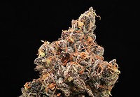 The Pandalorian Feminised Seeds