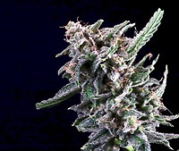 Cherry Lime Reserve Feminised Seeds