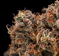 Sour Cherry Diesel Feminised Seeds