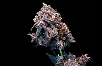 Outer Space Cake Feminised Seeds