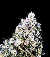 Laundry Shaman Feminized Seeds