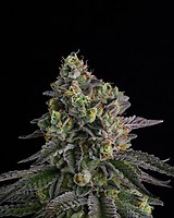 A.B. Parfait Feminized Seeds