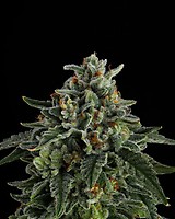 Jet Puft Feminized Seeds