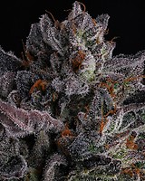 Polar Pop Feminized Seeds