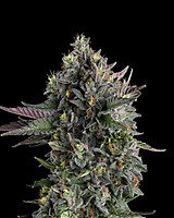 Puffinz Feminized Seeds