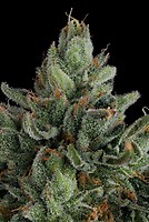 Rose Gold Rackz Feminized Seeds