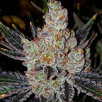 10th Planet R1 Feminized Seeds