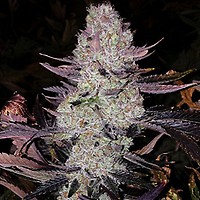 Grape Diamonds R2 Feminized Seeds