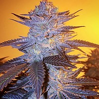 Orange Velvet Underground RBX Feminized Seeds