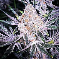 Purple Sunset RBX2 Feminized Seeds