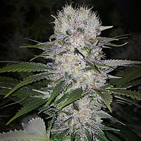 Skunk Hero RBX1 Feminized Seeds