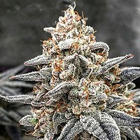 White Wedding RBX Feminized Seeds