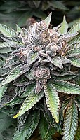 MarVista Feminised Seeds
