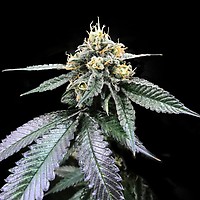 You-Whoo Feminised Seeds
