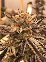 Cereal Milk Feminized Seeds - BULK x 100