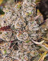 White Truffle Auto Feminised Seeds - BULK x 100