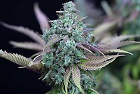 Slurricane Feminized Seeds - BULK x 100