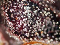 Apples & Bananas Feminized Seeds - BULK x 100