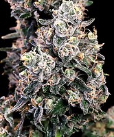 Peanut Butter Bomb Fast Feminised Seeds