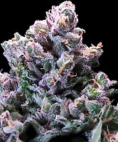 Grapes & Cream Fast Feminized Seeds