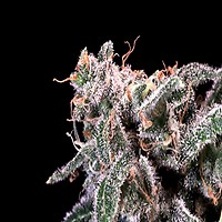 Kombucha Cream Feminised Seeds