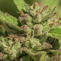 Mendo Breath Feminised Seeds
