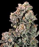 Slurpicane Fast Feminised Seeds