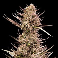 Garlic Muffin F1 Auto Feminized Seeds