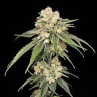 Ice Dream Cake Feminized Seeds