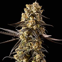 Banana Biscotti F1 Feminized Seeds