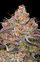 Granny Candy Feminised Seeds