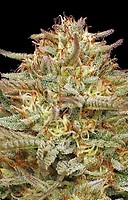 Orange Creampop Feminized Seeds