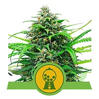 Pink Runtz Auto Feminised Seeds