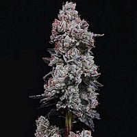 Lemon Cherry Gelato RF3 Auto Feminized Seeds
