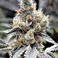 Megasonic Feminised Seeds