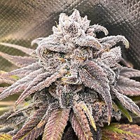 Snoop's Punch Feminised Seeds
