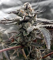 Tangie Candie Feminised Seeds
