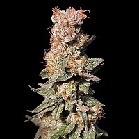 Xhale Feminised Seeds