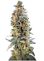 XTC OG Feminised Seeds