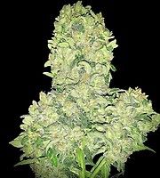 Alien Otto Auto Feminised Seeds