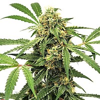 Paranormal Auto Feminised Seeds