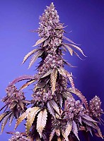Black Muffin F1 Fast Feminised Seeds