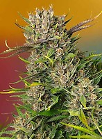Papaya Zoap Auto Feminised Seeds