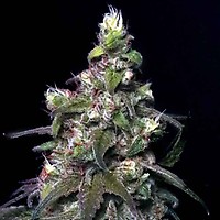 Blitzed Feminised Seeds