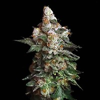 Chilato Feminised Seeds