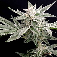 Jungleberry Haze Feminised Seeds
