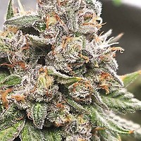 King Payton Feminised Seeds