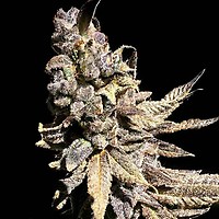 Kongzilla Feminised Seeds