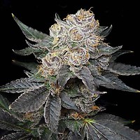 Northern Tropic Feminised Seeds